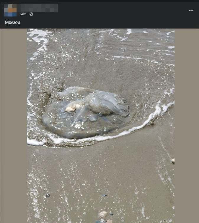 В Ларнаке из моря выбросило мёртвую медузу: фото 2