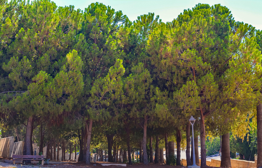 Отдых в тени кипрской сосны: парк с красочной детской площадкой в деревне Куклия на Кипре: фото 4