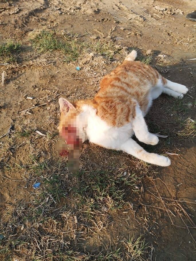 Кипрское сообщество CopsCats надеется найти и наказать маньяка, зверски убившего 14 кошек: фото 4