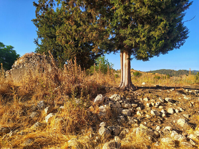Дерево растущее на холме в деревне Киос