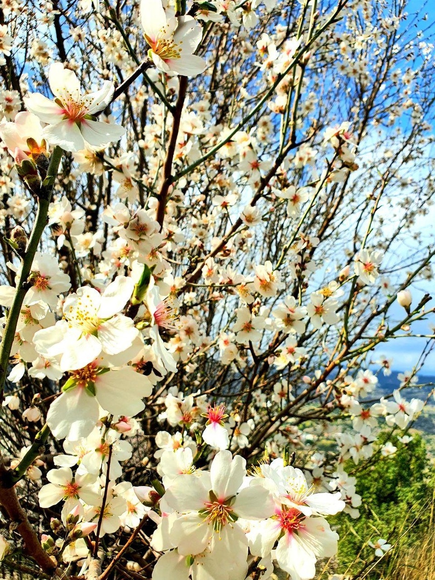 На Кипре в разгаре волшебное и фантастически красивое время цветения миндаля: фото 27