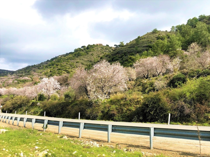 На Кипре в разгаре волшебное и фантастически красивое время цветения миндаля: фото 4