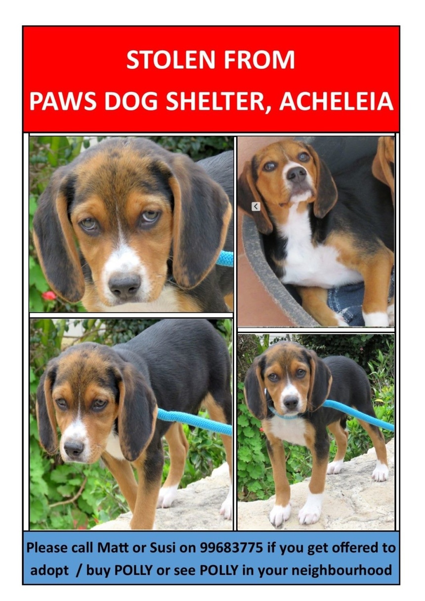 Внимание, розыск! Из приюта в Пафосе украдены собаки: фото 3