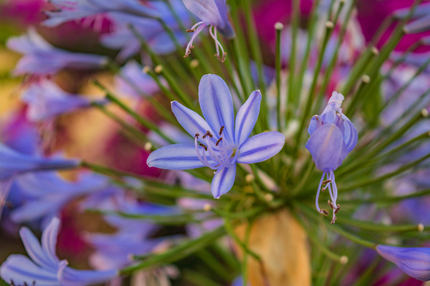 Великолепный агапантус — кипрский цветок любви: фото 5