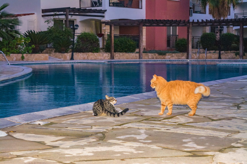 Пушистое чудо: кипрские кошки, которые не оставят равнодушным абсолютно никого!: фото 40