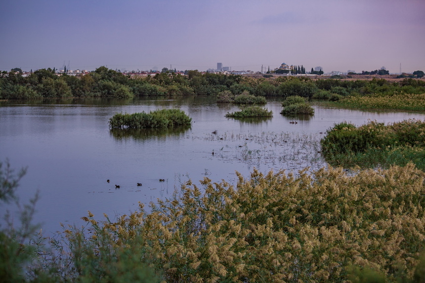 Озеро Ороклини - фантастическая охраняемая природная зона на Кипре и место для наблюдения за птицами : фото 2