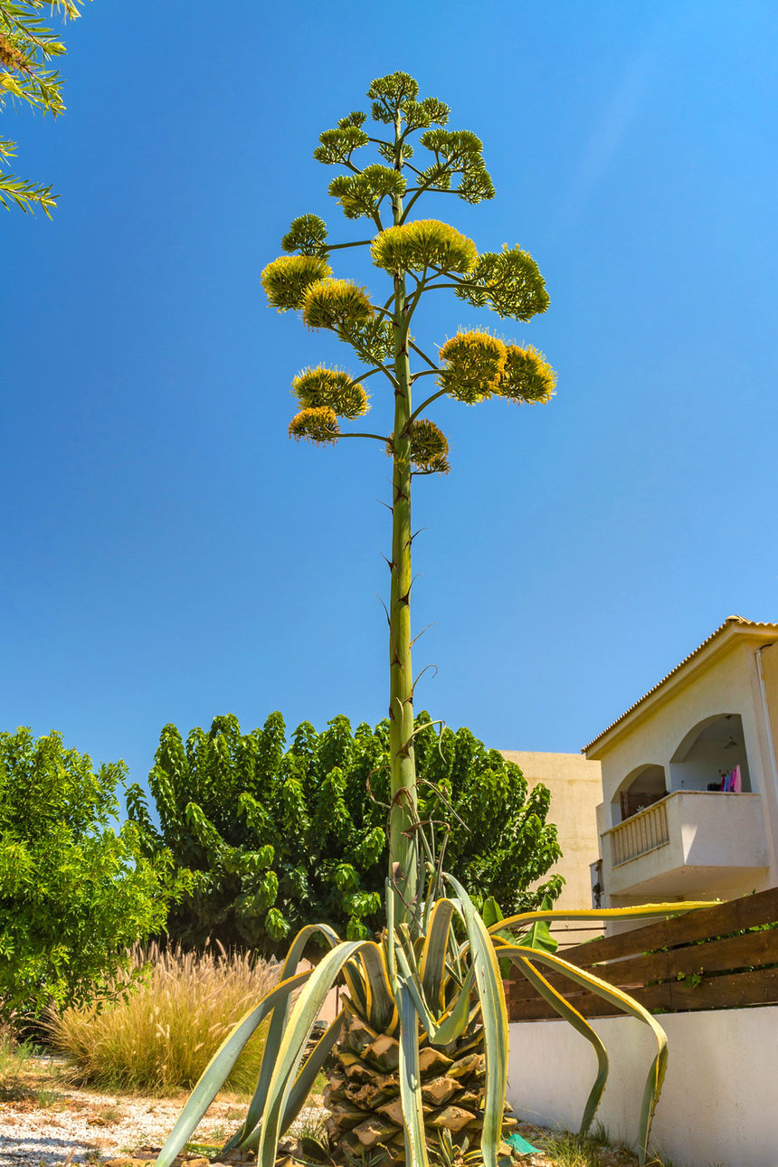 Агава — чрезвычайно полезное и уникальное кипрское растение: фото 38