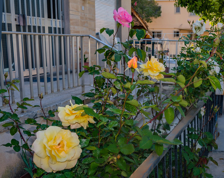 Конец апреля на Кипре - время роз! : фото 6