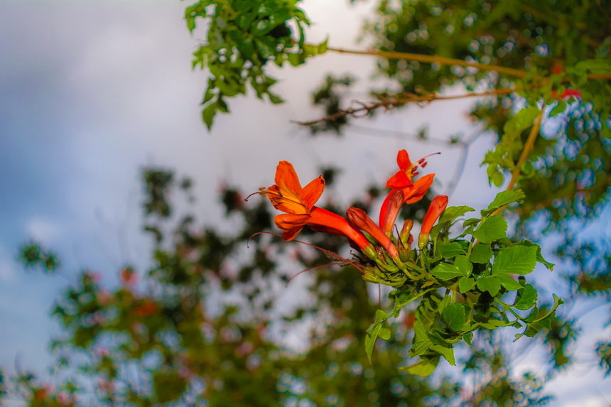 Цветущий Кипр весной: Текомария капская: фото 9