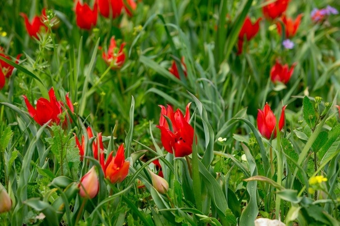Не пропустите! На Кипре пройдет ежегодный фестиваль тюльпанов: фото 2