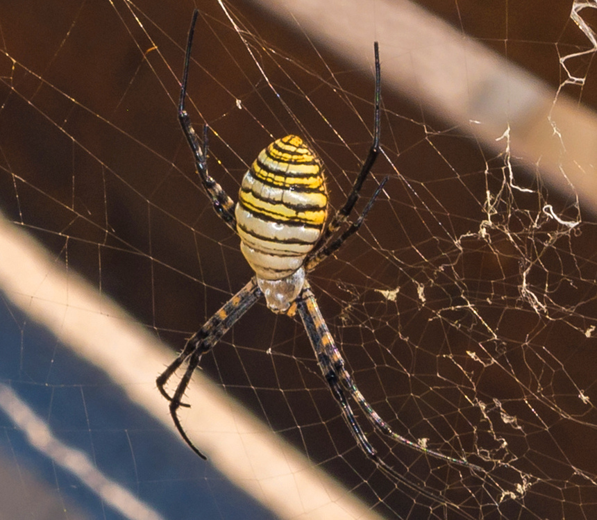 Аргиопа — кипрский ядовитый паук-оса: фото 17