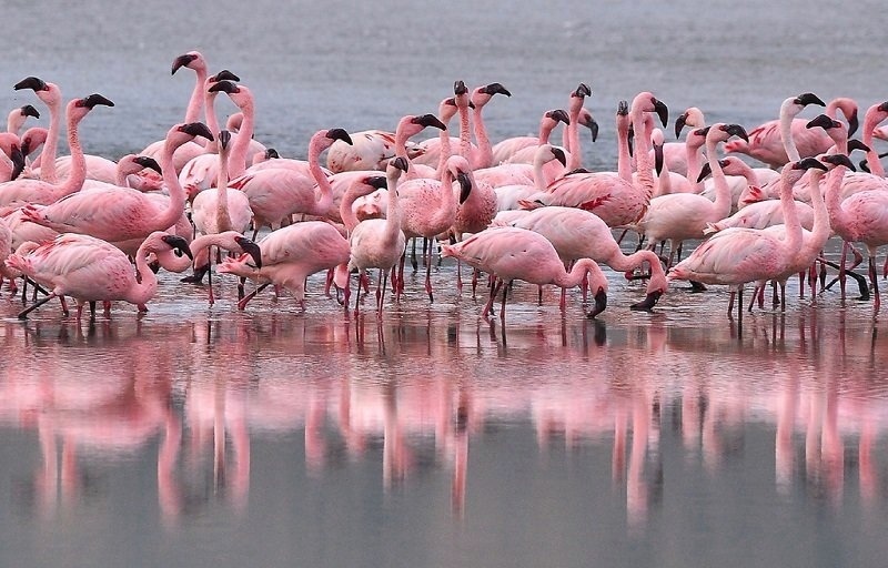 Птицы цвета заката: розовые фламинго на Кипре: фото 3