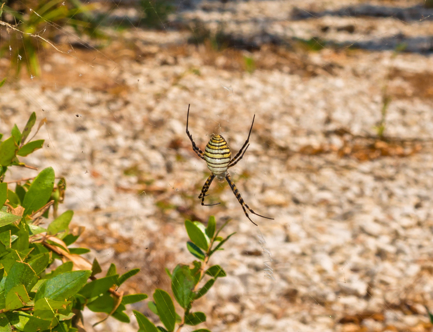 Аргиопа — кипрский ядовитый паук-оса: фото 8