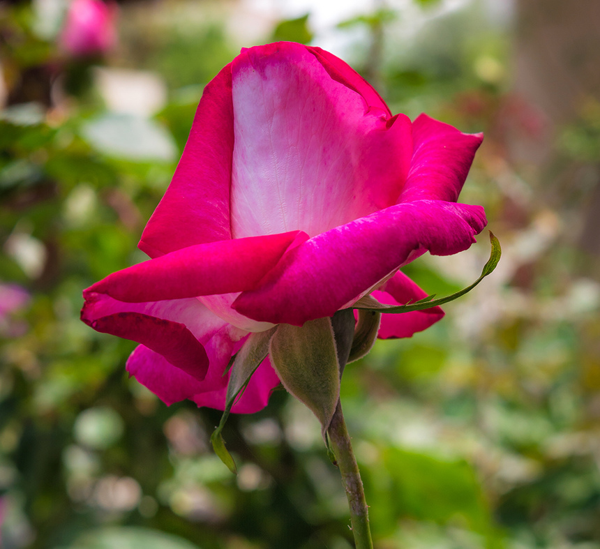 Конец апреля на Кипре - время роз! : фото 27