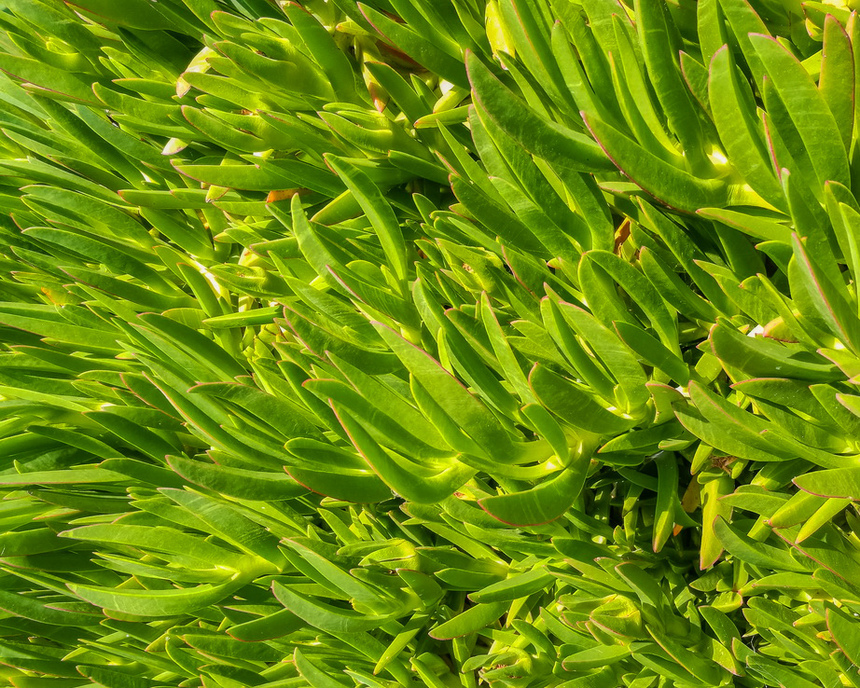 Карпобротус съедобный — кипрское лекарственное растение: фото 24