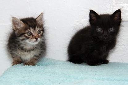 Бездомные котята с Кипра стали главными героями заголовков ведущих СМИ Великобритании: фото 4
