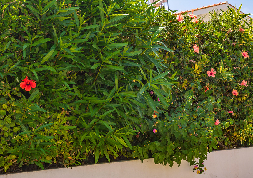 Красочные цветущие кипрские гибискусы : фото 14