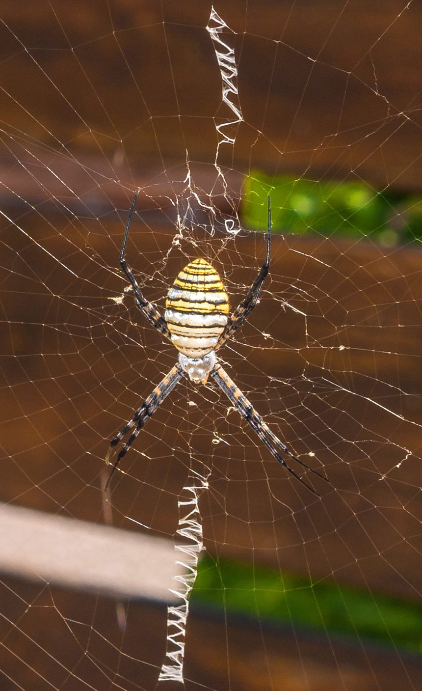 Аргиопа — кипрский ядовитый паук-оса: фото 13