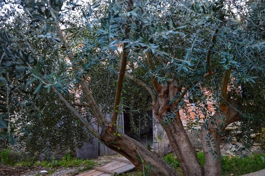 Путешествие по традиционным деревушкам Кипра. Эпископи. Часть 1: фото 62