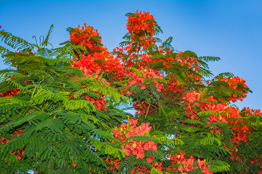 Делоникс королевский — прекасное цветущее дерево на Кипре: фото 2