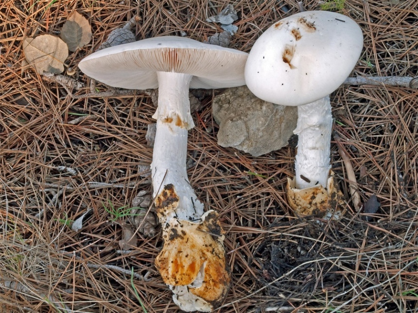 ядовитые грибы Кипра