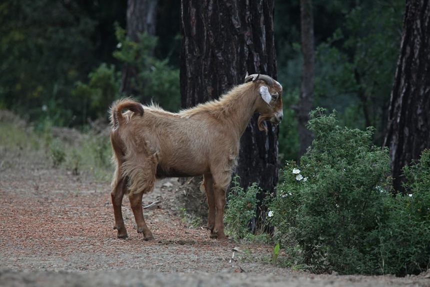 Дикие лесные козы Кипра атаковами города: фото 2