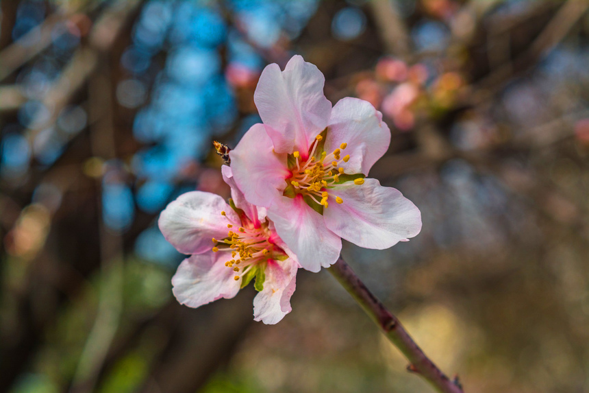 Цветение миндаля на Кипре — признак наступающей весны! : фото 3