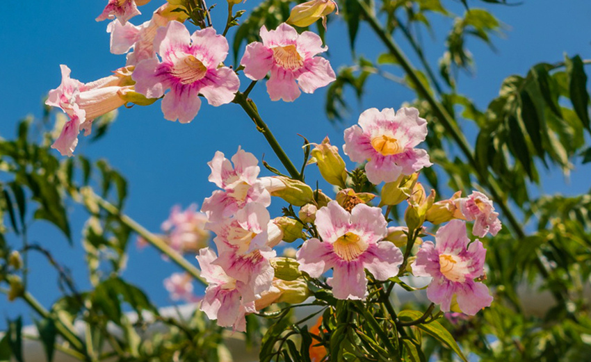 Подранея Рикасоля - кипрская лиана с розовыми колокольчиками: фото 17