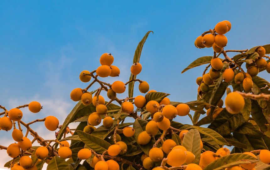 Мушмула – кипрская весенняя вкусная экзотика: фото 11