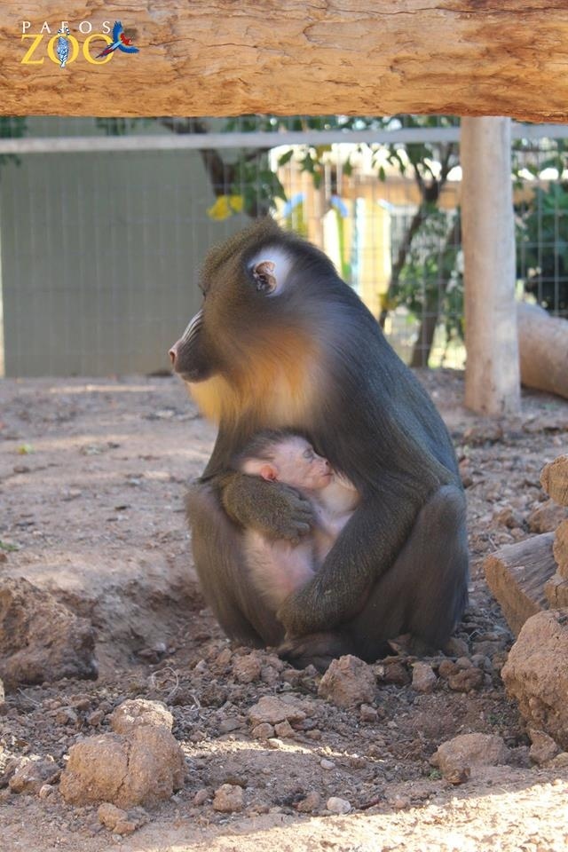 В зоопарке Пафоса родился редкий детеныш обезьяны мандрил: фото 4