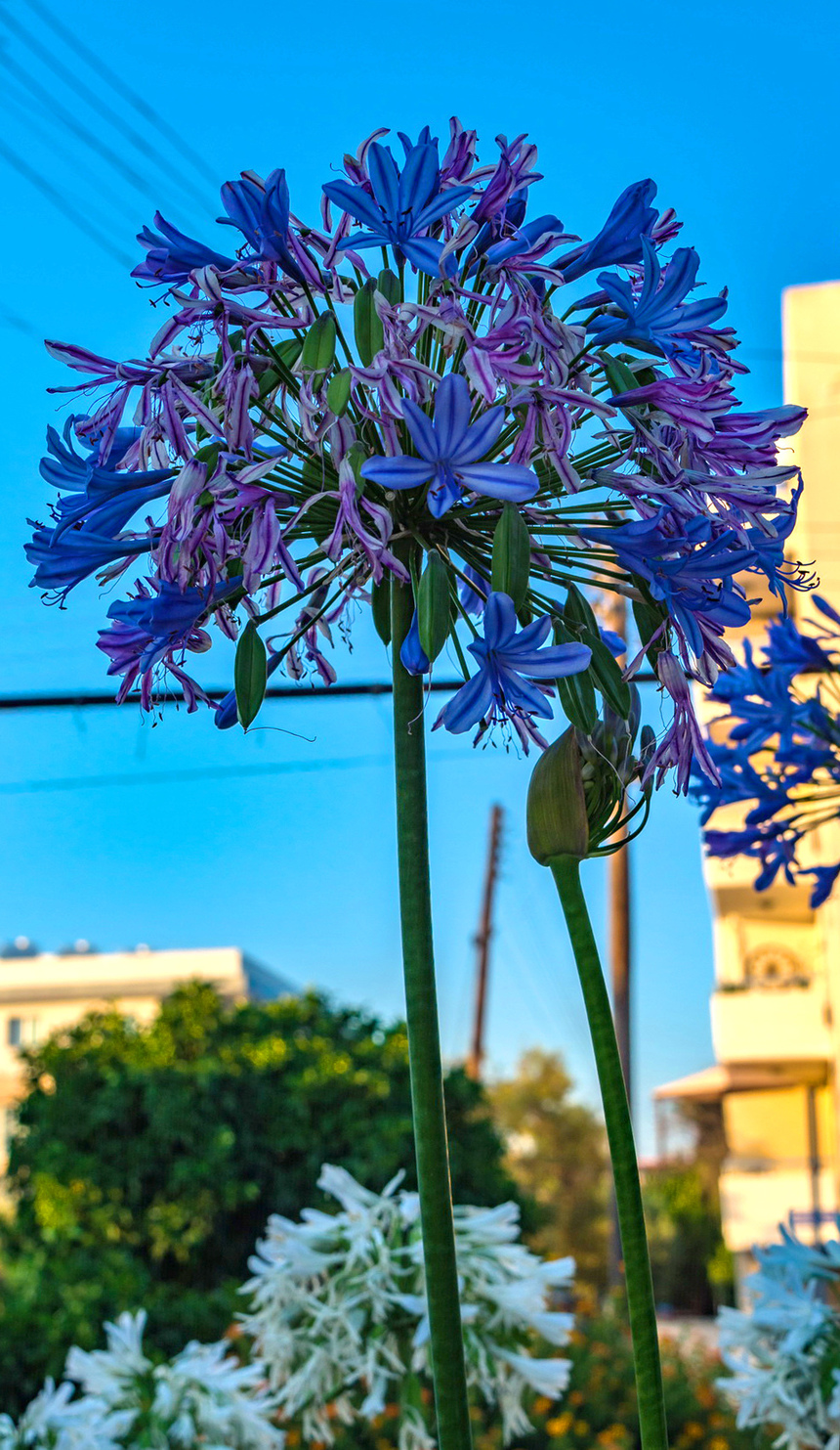 Великолепный агапантус — кипрский цветок любви: фото 7