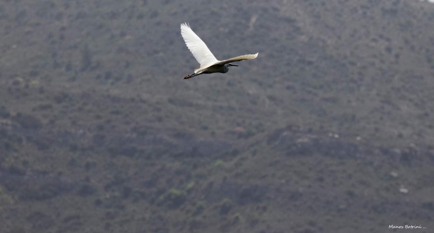 Дамба Курис стала приютом для десятка птиц: фото 6