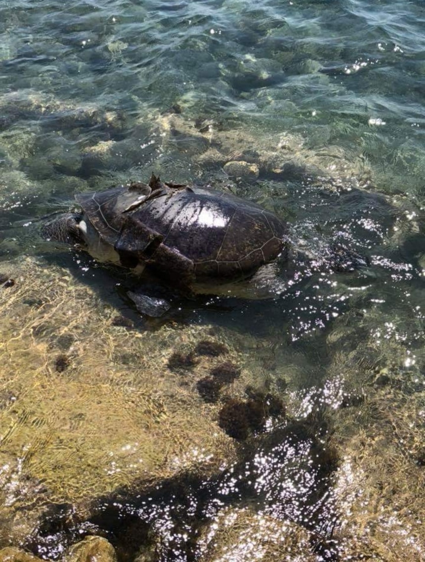 В Лимассоле найдена мертвая черепаха с проломленным панцирем: фото 3