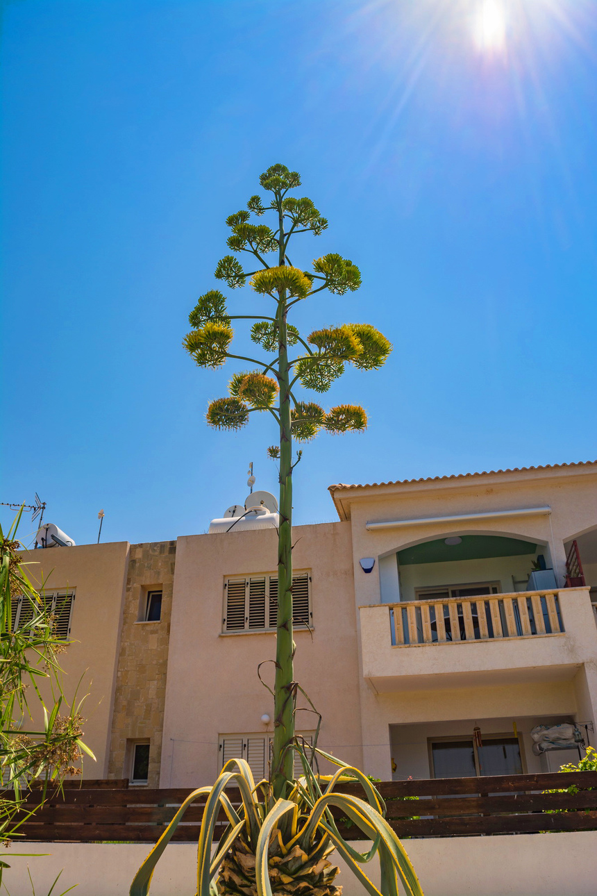 Агава — чрезвычайно полезное и уникальное кипрское растение: фото 52