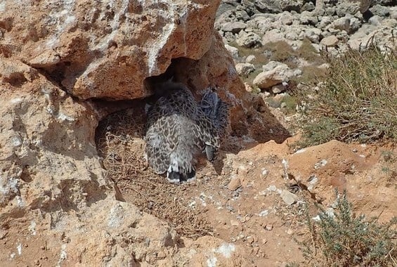 У Акамаса обнаружили десятки мертвых птенцов чаек : фото 3