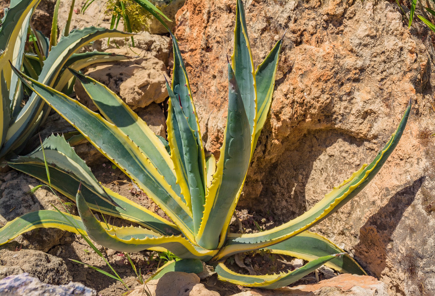 Агава — чрезвычайно полезное и уникальное кипрское растение: фото 6