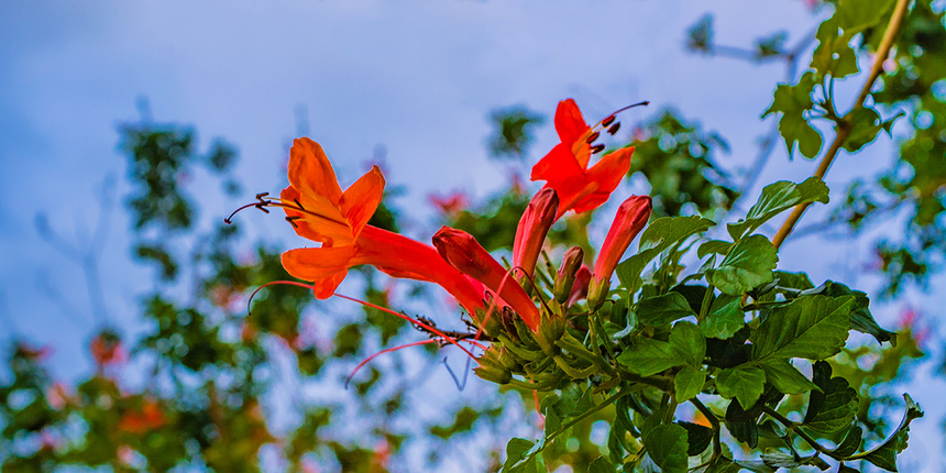 Цветущий Кипр весной: Текомария капская: фото 25