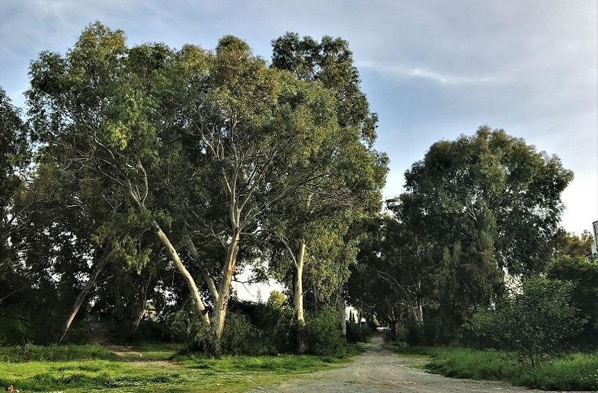 Парк эвкалиптовых деревьев в самом сердце Лимассола : фото 10