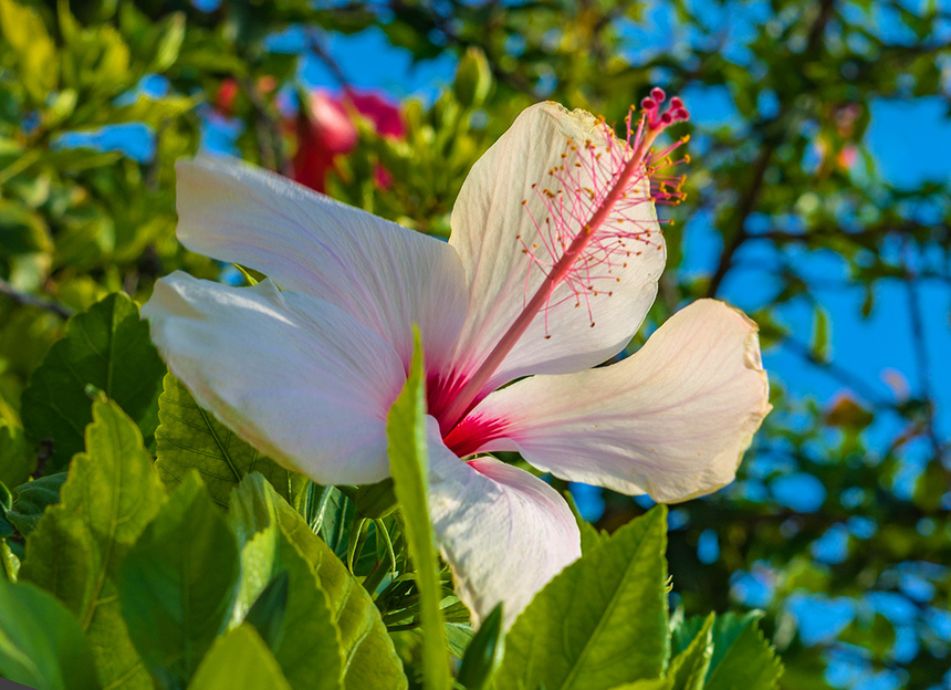 Красочные цветущие кипрские гибискусы : фото 34