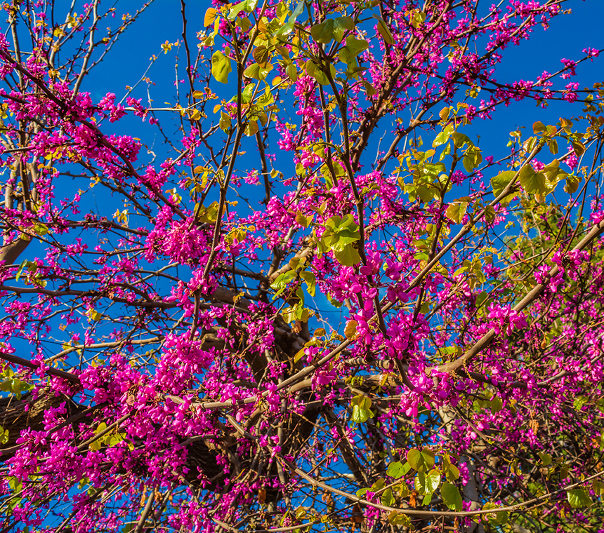 На Кипре покрылось цветами волшебное Иудино дерево!: фото 14