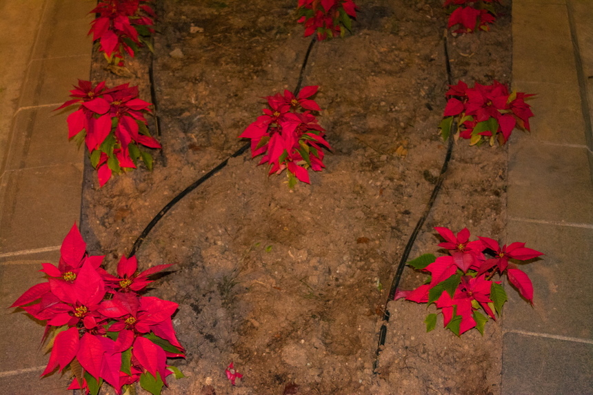 Праздник к нам приходит: Пафос, украшенный к Рождеству: фото 26