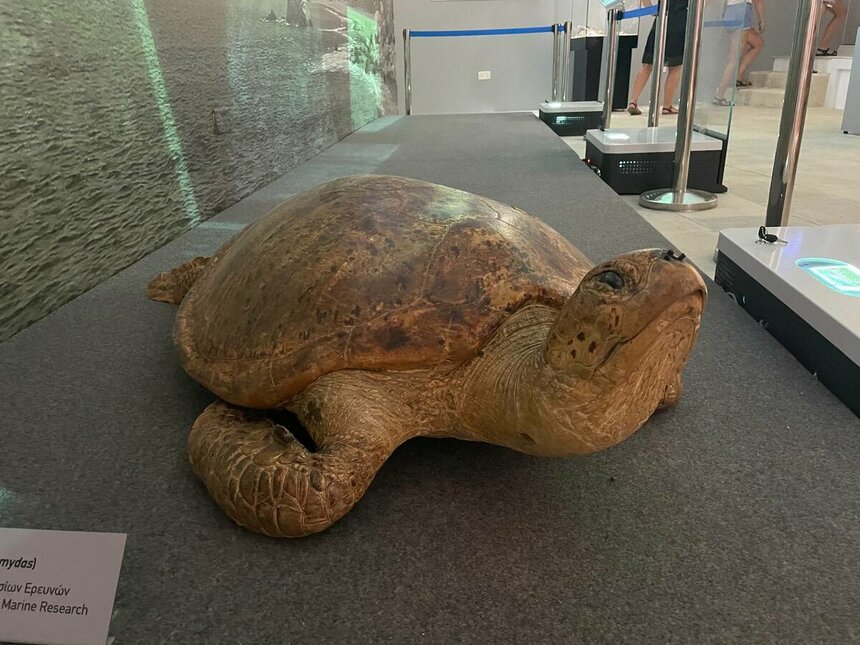 Музей черепах Иния-Лара в округе Пафос: фото 8
