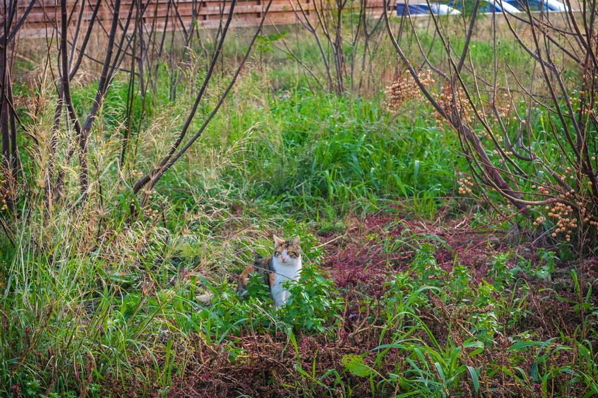 Пушистое чудо: кипрские кошки, которые не оставят равнодушным абсолютно никого!: фото 42