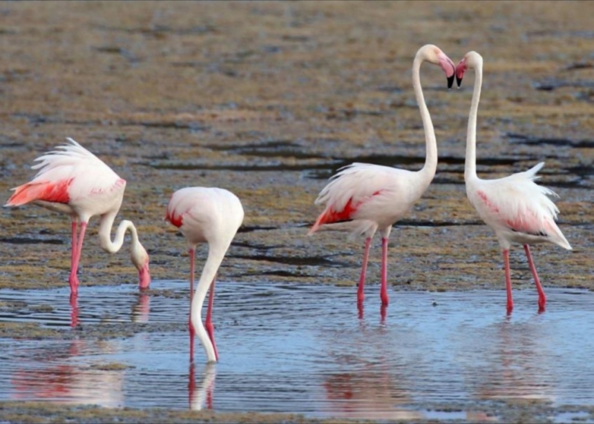 На Кипр прилетели фламинго: фото 6