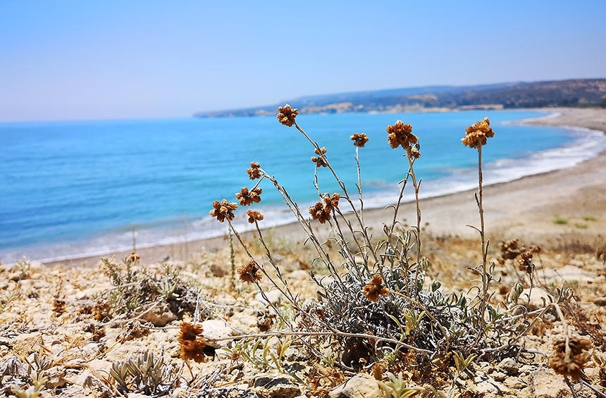 Пляж Авдиму - немноголюдный и уникальный пляж на морском побережье Кипра! : фото 15
