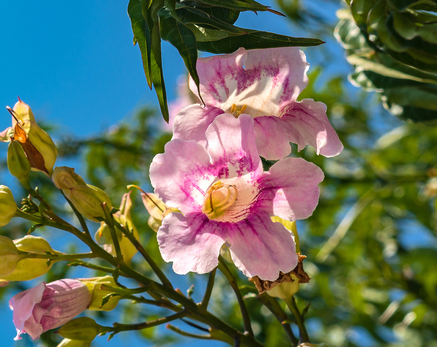 Подранея Рикасоля - кипрская лиана с розовыми колокольчиками: фото 10