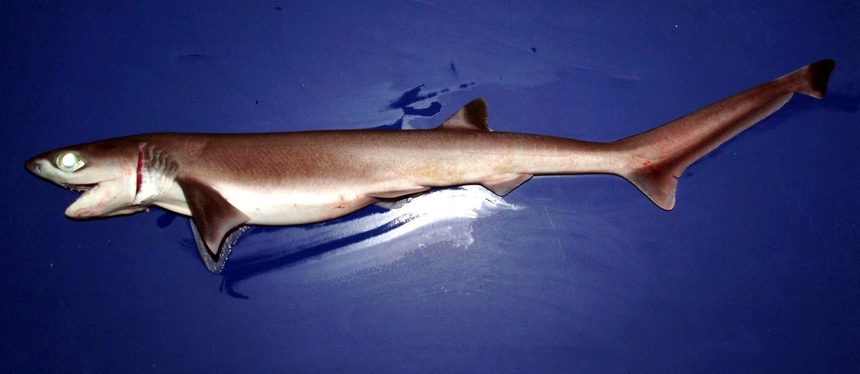 Знакомьтесь: акулы, которых можно встретить у берегов Кипра: фото 2