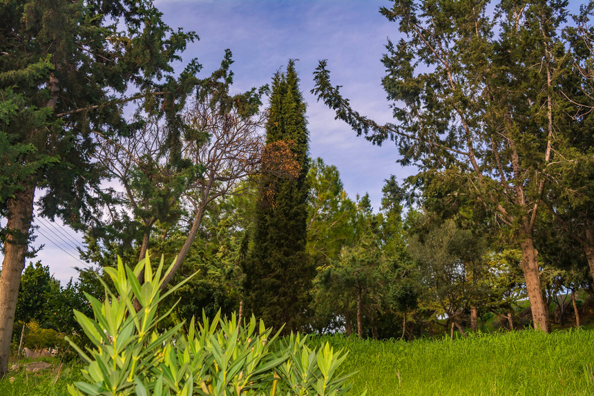 Кипрский кипарис – могучий вечнозеленый долгожитель : фото 12