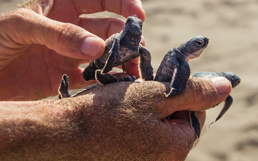 Попытка помешать программе по защите морских черепах на Кипре! : фото 2