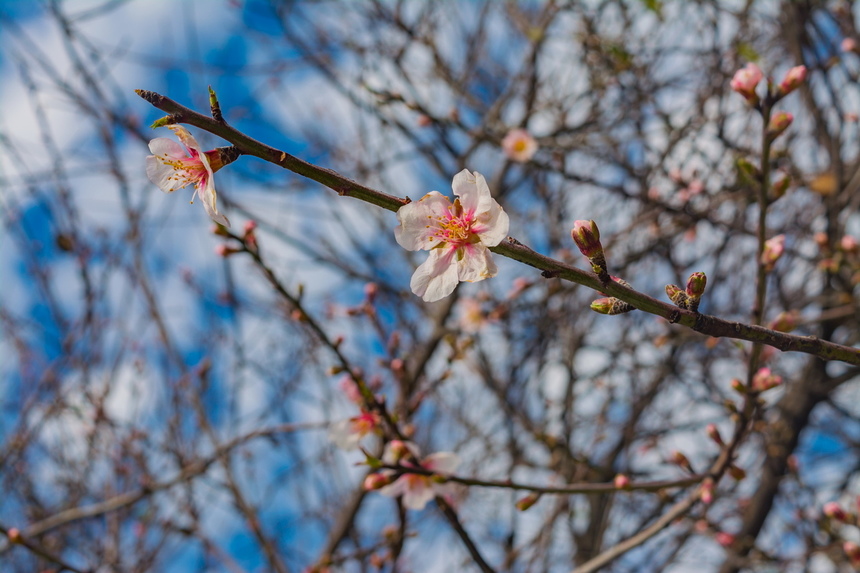 Цветение миндаля на Кипре — признак наступающей весны! : фото 4